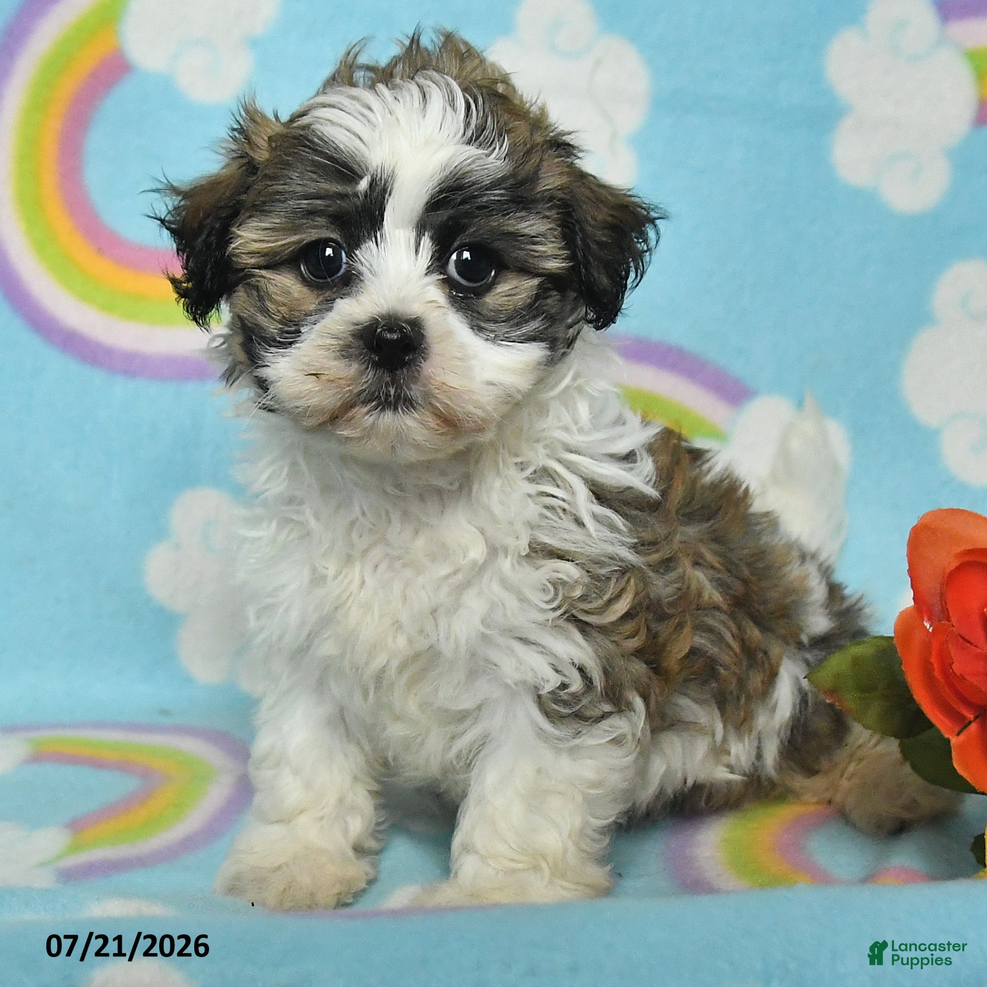 Teddy Bear dogs Amber - Ad 2