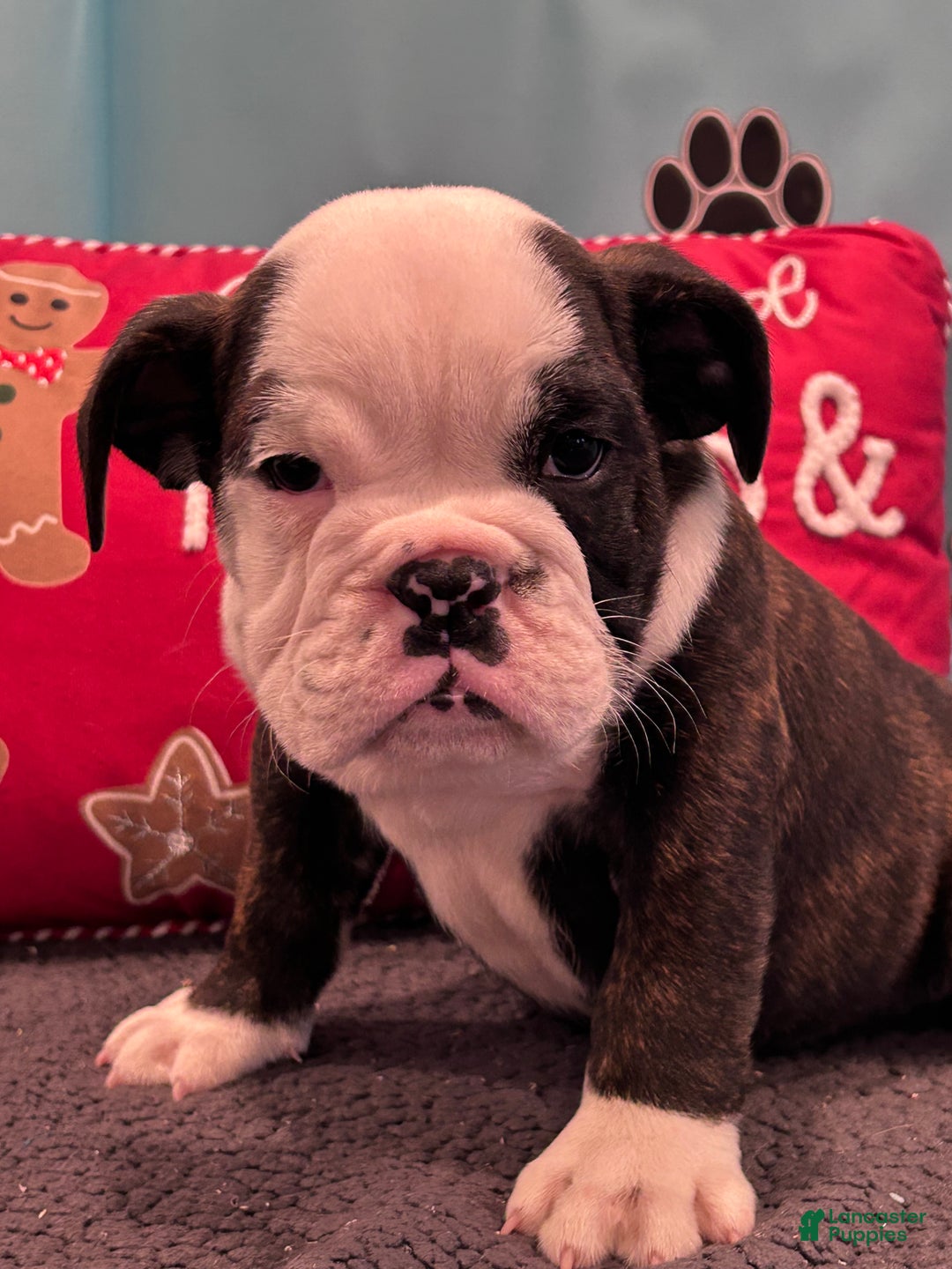 English Bulldog dogs for sale: SIMBO - Ad 8