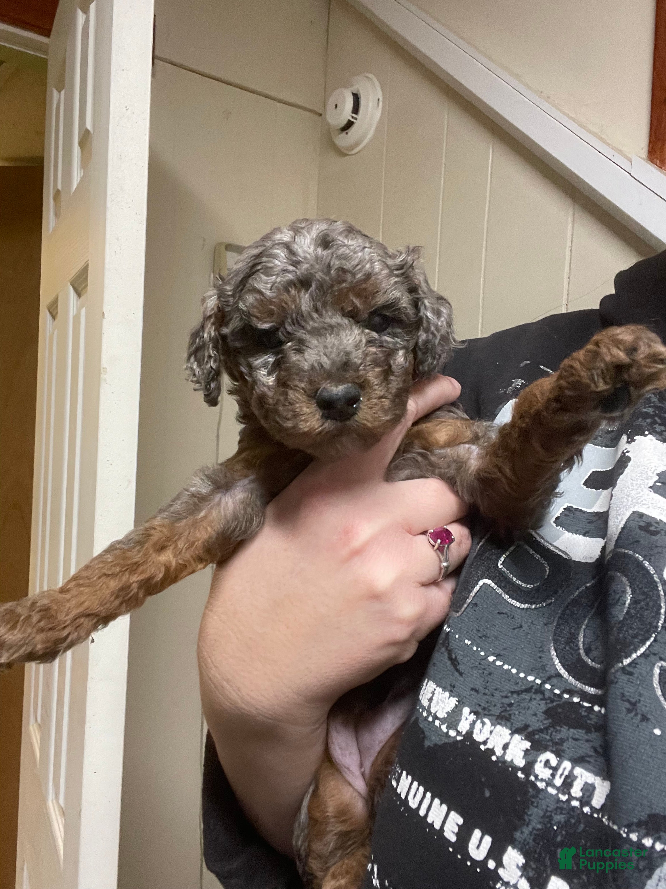 Goldendoodle dogs Sierra - Ad 2