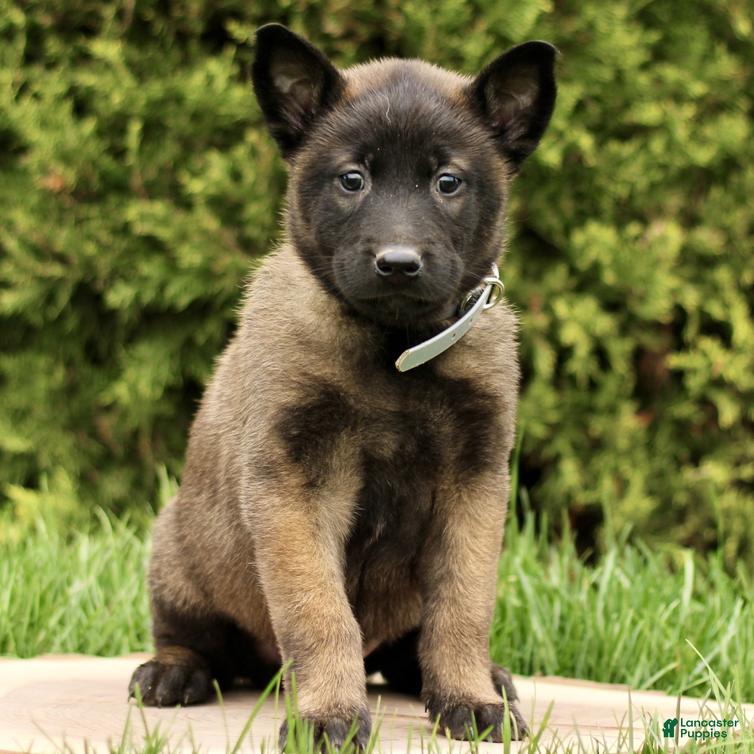 Belgian Malinois dogs Sienna  - Ad 2