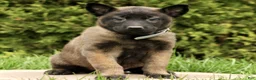 Belgian Malinois dogs for sale: Sienna  - Ad 2