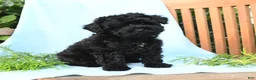 Schnoodle dogs for sale: Leif - Ad 3