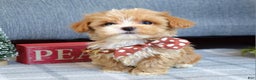 Maltipoo dogs for sale: Finn - Ad 14