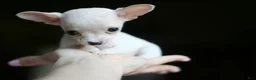 Chihuahua dogs for sale: Chihuahua 1 - Ad 1