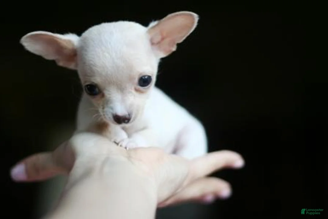Chihuahua dogs for sale: Chihuahua 1 - Ad 1
