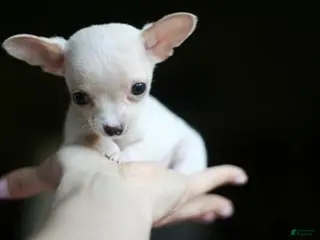 Chihuahua dogs Chihuahua 1 - Ad 4