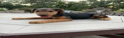 Airedale Terrier dogs for sale: AKC Zander Special Needs  - Ad 3