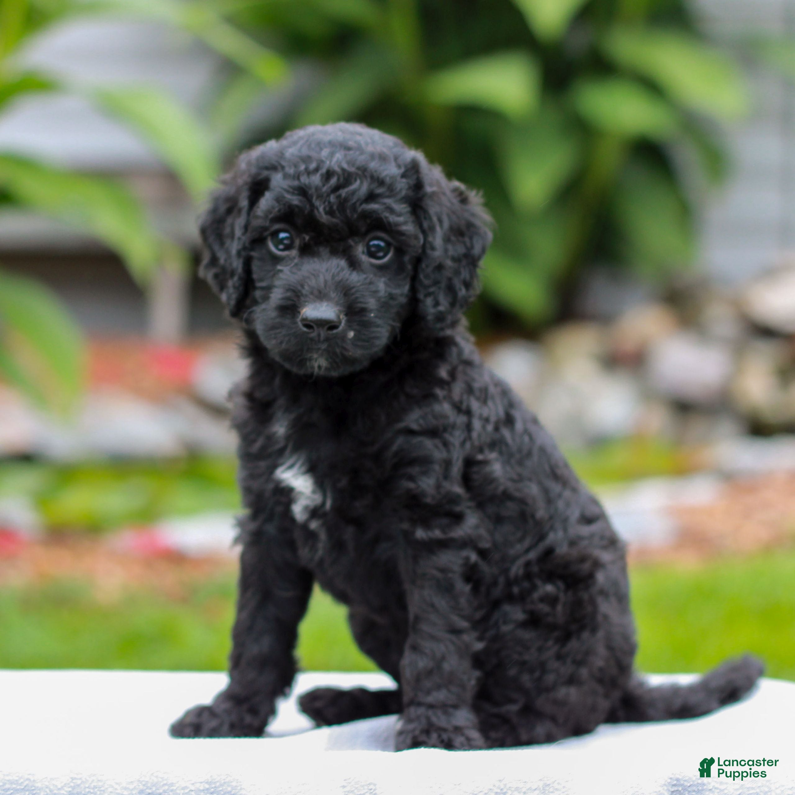 Miniature Labradoodle dogs Coda  - Ad 2