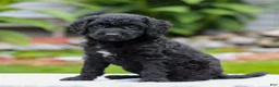 Miniature Labradoodle dogs for sale: Coda  - Ad 2