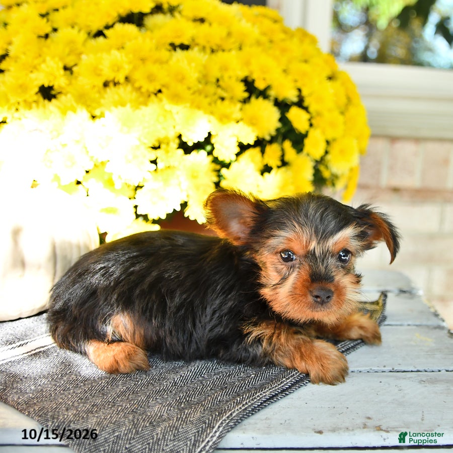 Yorkshire Terrier dogs for sale: Ralph - Ad 2