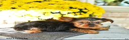 Yorkshire Terrier dogs for sale: Ralph - Ad 4