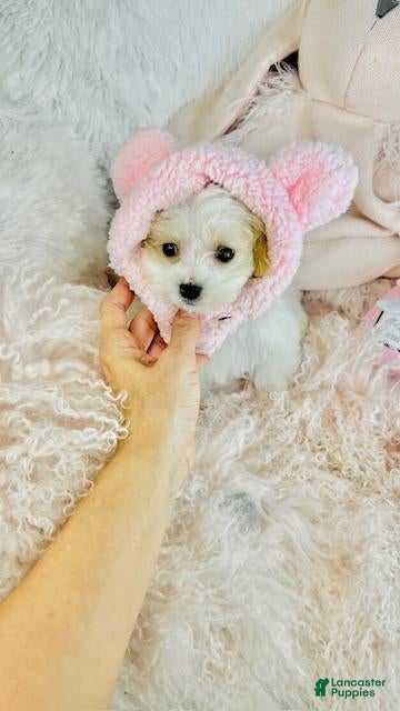 Mixed Breed dogs Mixed Breed Puppy 1 - Ad 14