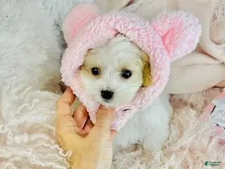 Mixed Breed dogs Mixed Breed Puppy 1 - Ad 14