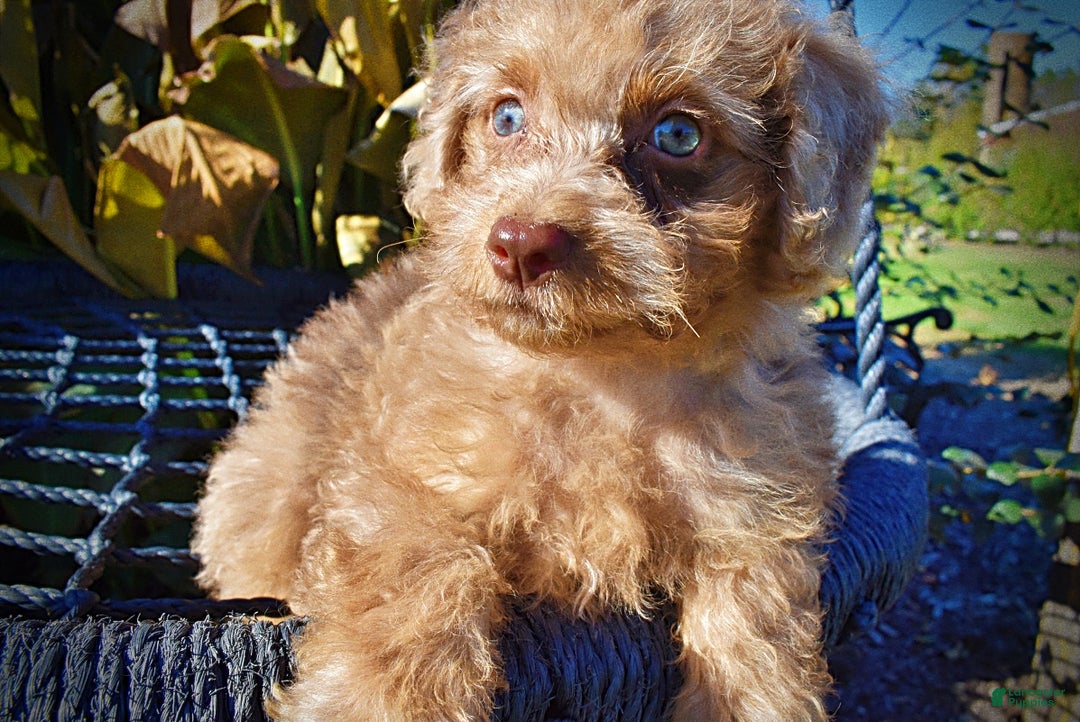 Havapoo dogs for sale: Indigo - Ad 4