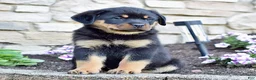 Rottweiler dogs for sale: Rose - Ad 3