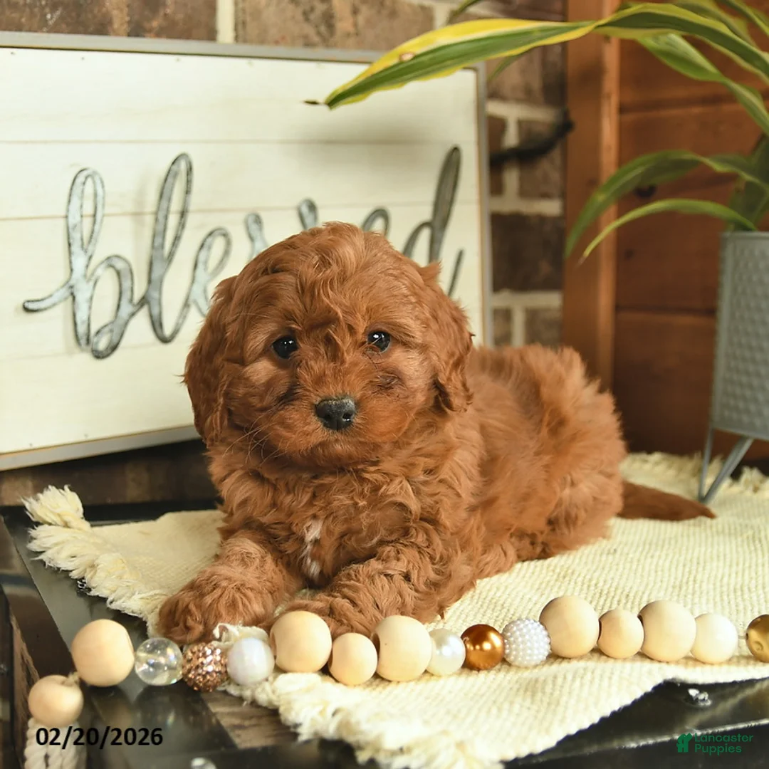 Mixed Breed dogs for sale: Opal - Ad 2