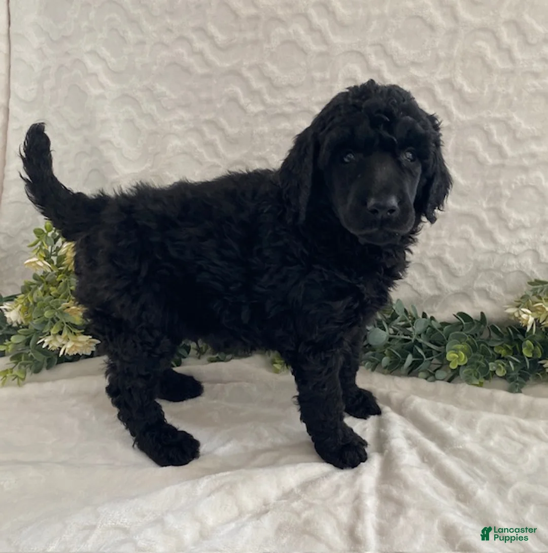 Standard Poodle dogs for sale: Kody- genetic clear - Ad 3