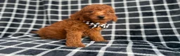 Mini Goldendoodle dogs for sale: Levi - Ad 4