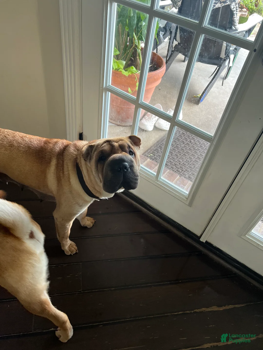 Shar Pei dogs for sale: Shar Pei Puppy 6 - Ad 3