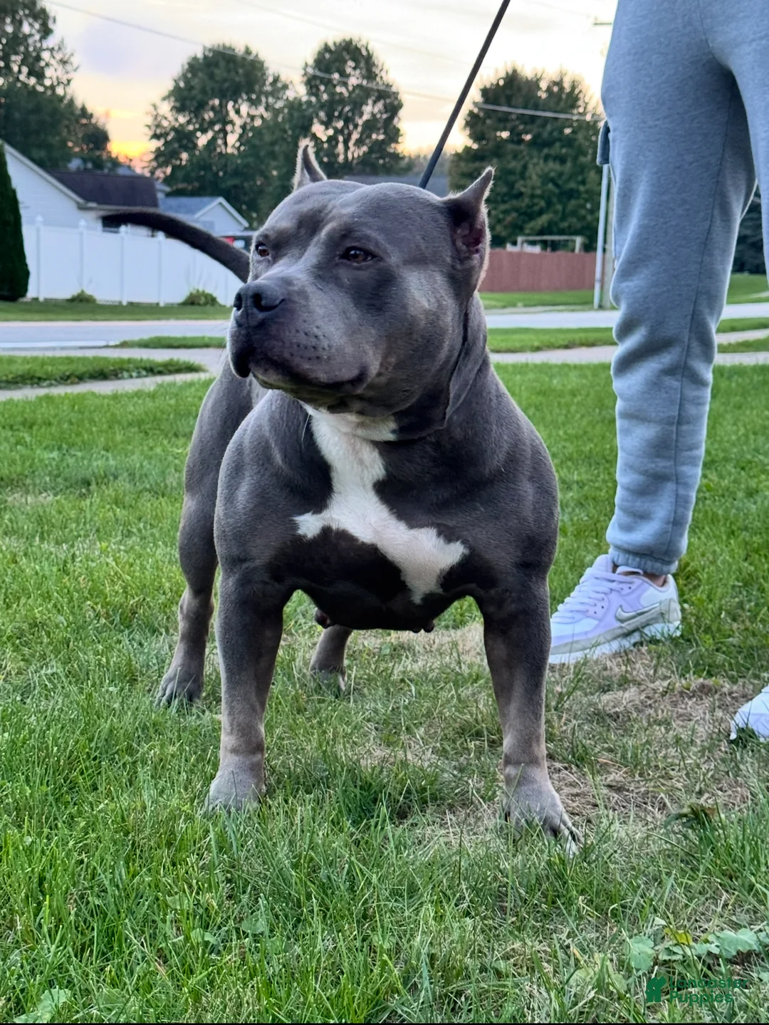 American Bully dogs for sale: Kenya Monroe - Ad 2