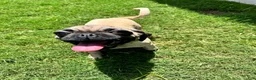 Pug dogs for sale: Neno - Ad 2