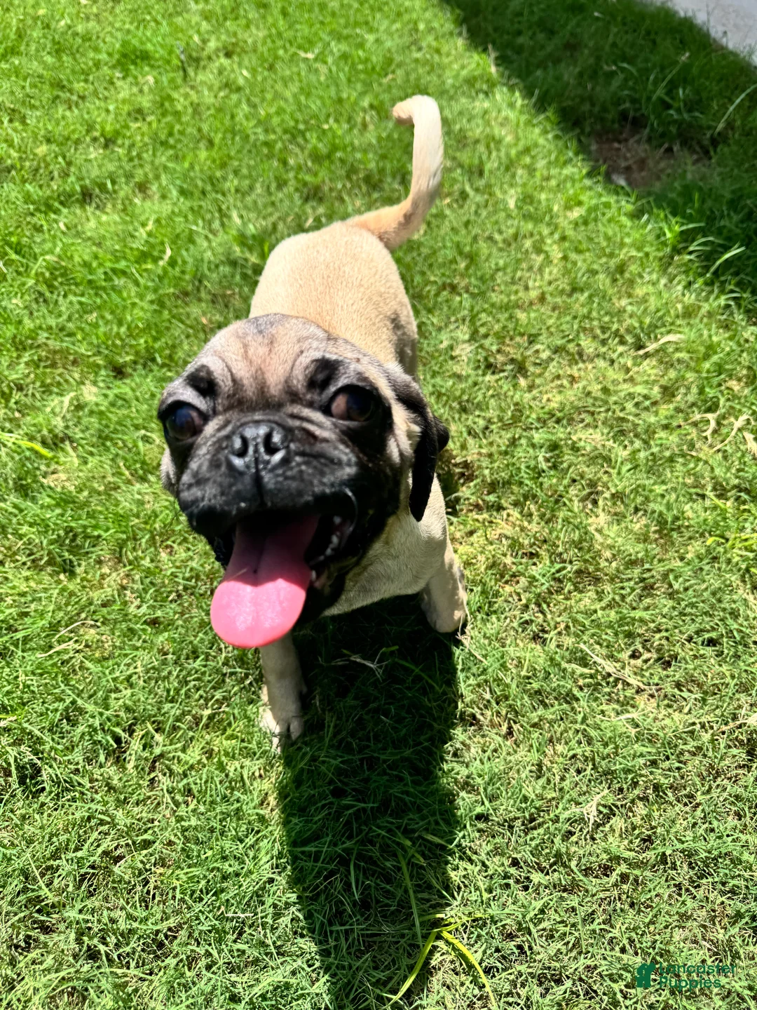 Pug dogs for sale: Neno - Ad 2