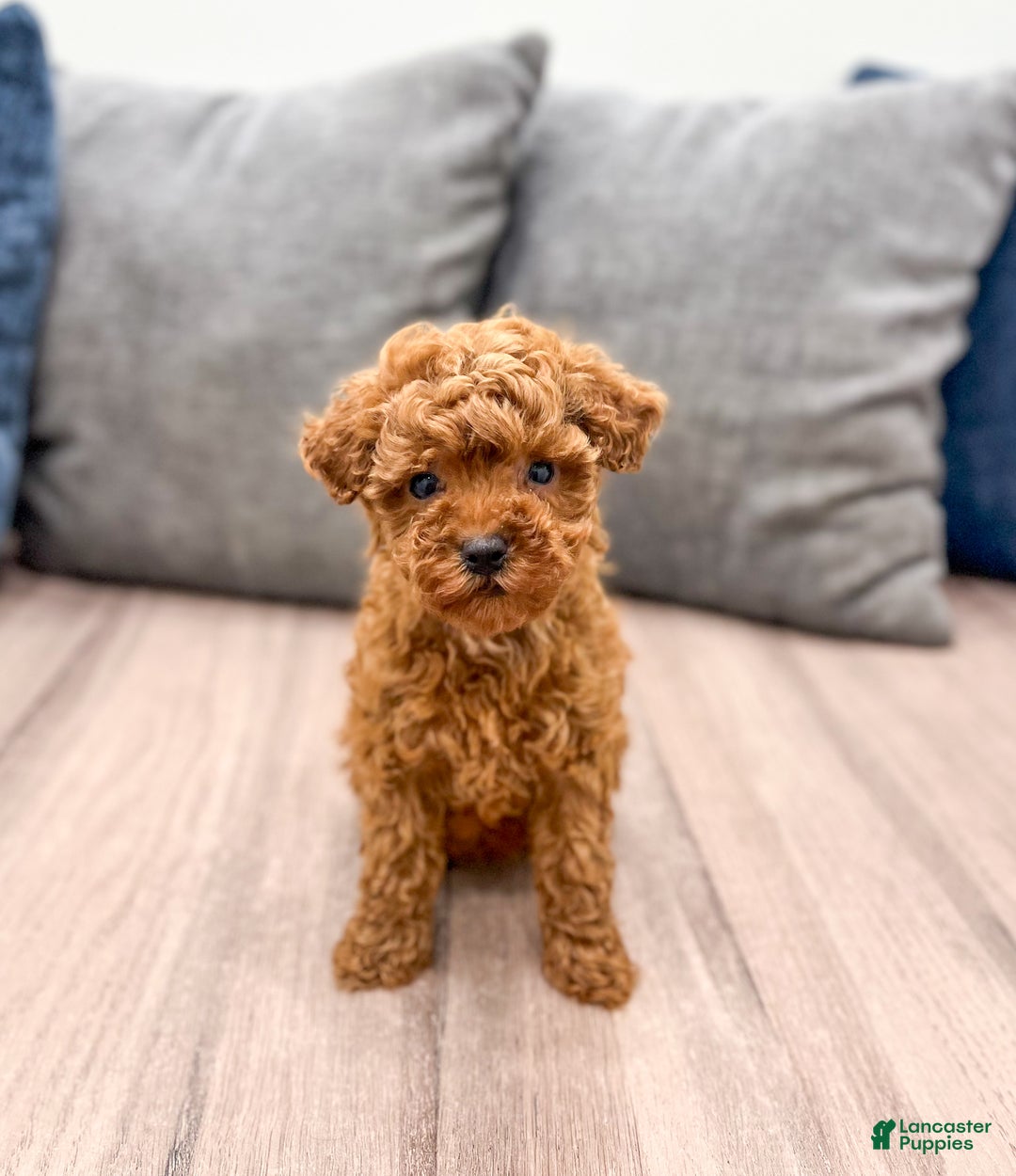 Toy Poodle dogs for sale: Hailey - Ad 1
