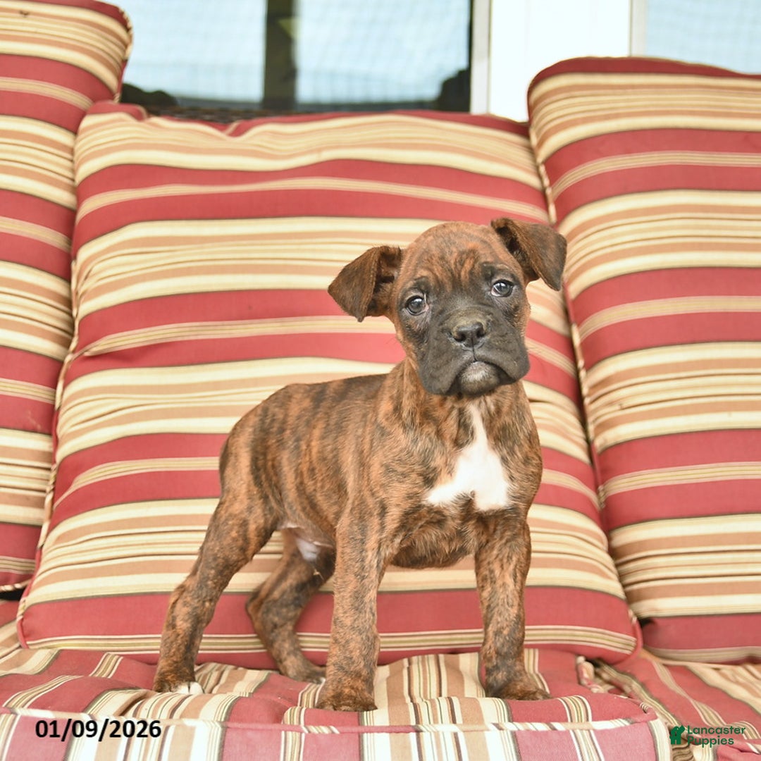 Boxer dogs for sale: Jackpot  - Ad 2
