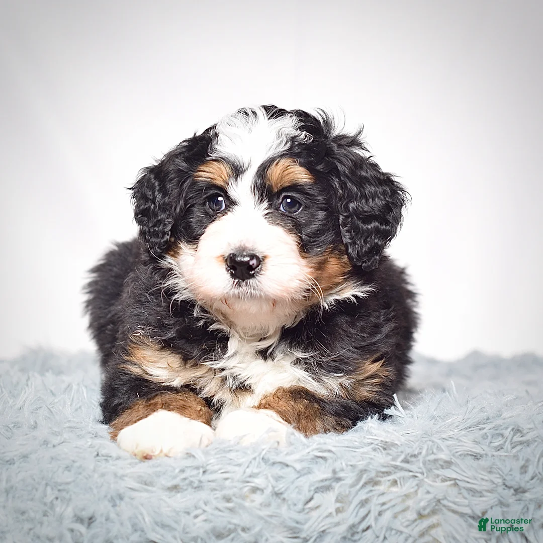 Mini Bernedoodle dogs for sale: Mini Bernedoodle Puppy 1 - Ad 2