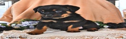 Rottweiler dogs for sale: Rocky - Ad 3