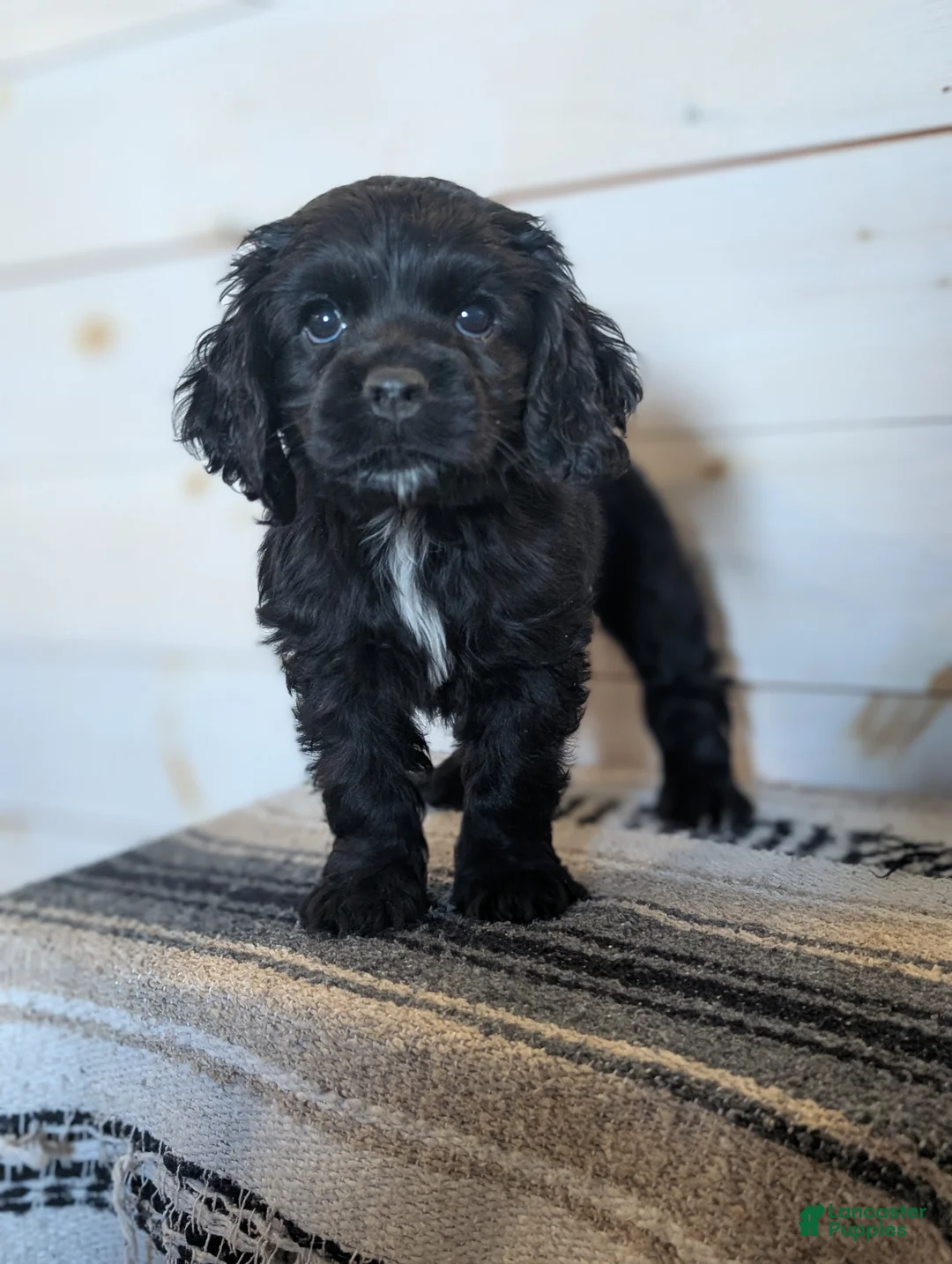 Cocker Spaniel dogs for sale: Axel - Ad 1
