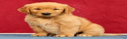 Golden Retriever dogs for sale: Olive - Ad 5