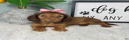 Miniature Dachshund dogs for sale: Danielle  - Ad 5