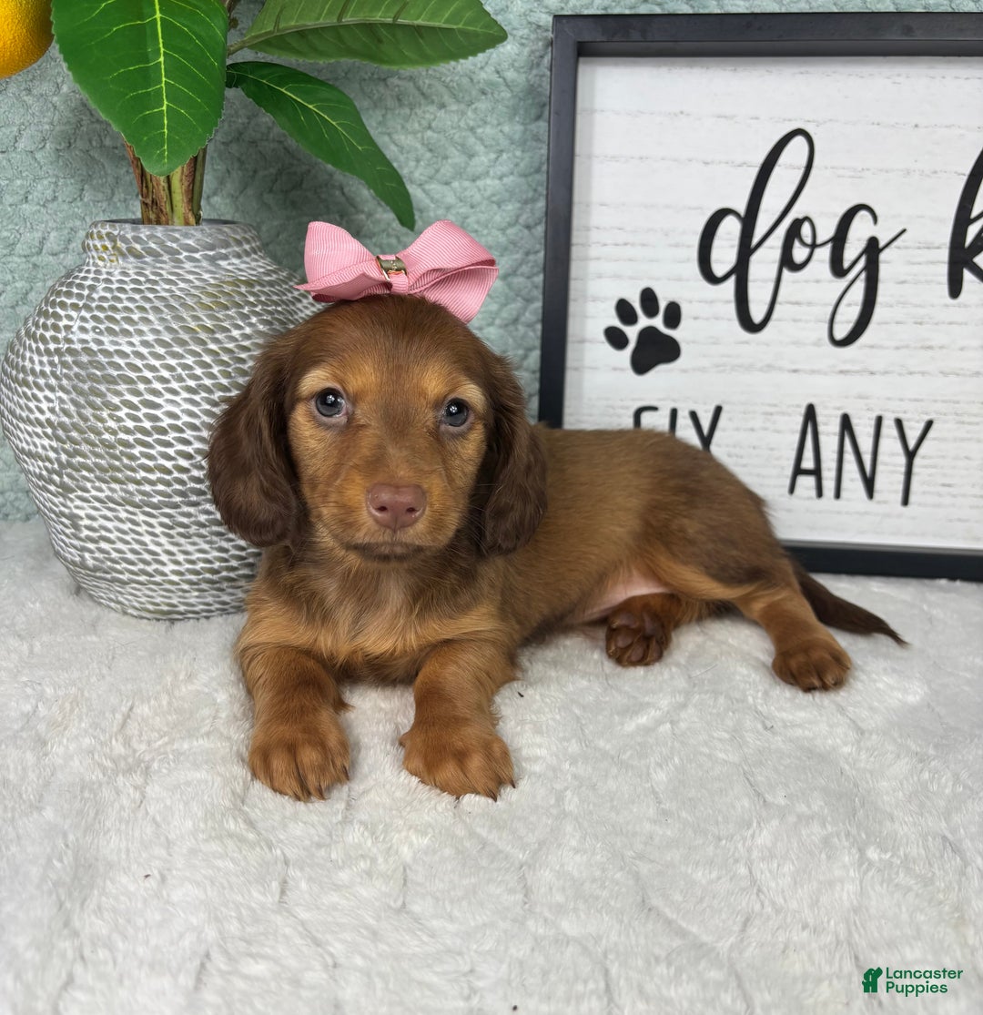 Miniature Dachshund dogs for sale: Danielle  - Ad 5