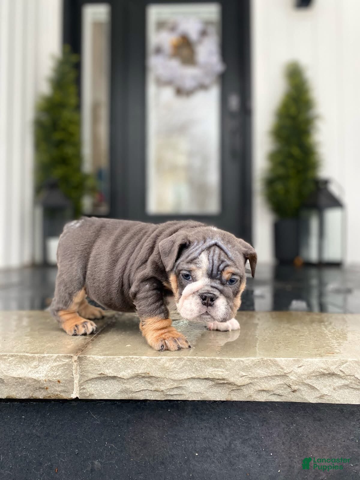 English Bulldog dogs Hugs - Ad 22