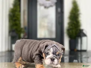 English Bulldog dogs Hugs - Ad 22