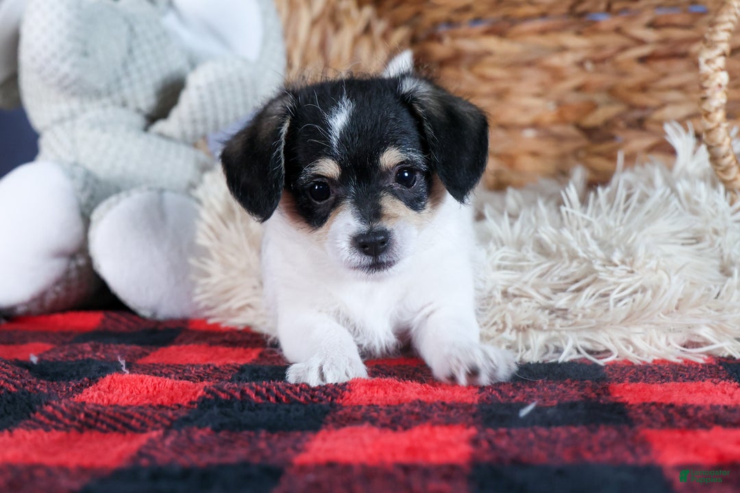 Chipoo dogs for sale: Kenzie - Ad 16