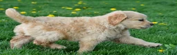 Golden Retriever dogs for sale: Cash - Ad 13