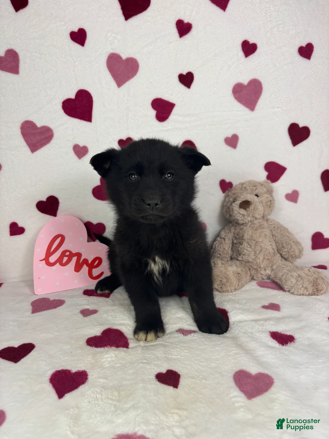 Mixed Breed dogs for sale: Callen - Ad 6