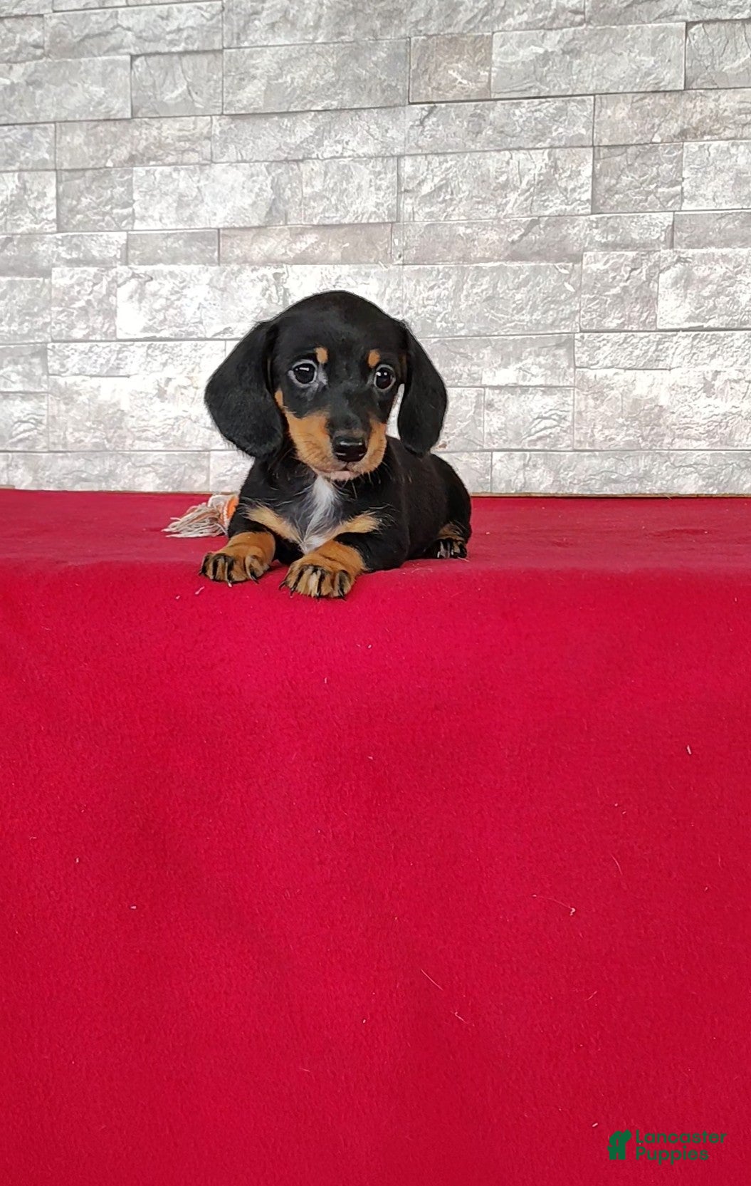 Miniature Dachshund dogs Bethany - Ad 1