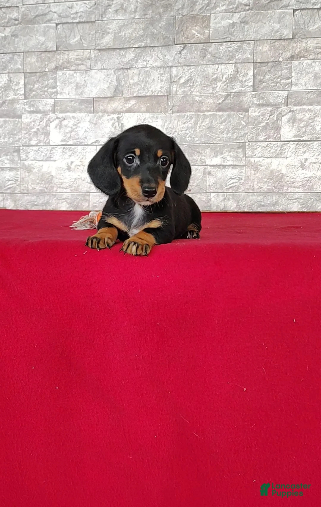 Miniature Dachshund dogs for sale: Bethany - Ad 1