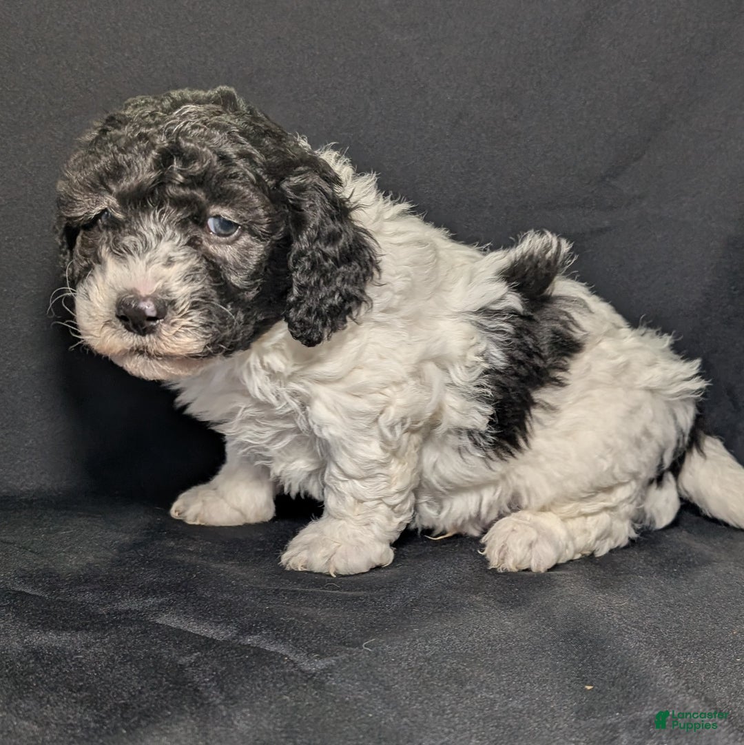 Mixed Breed dogs for sale: Jake - Ad 2