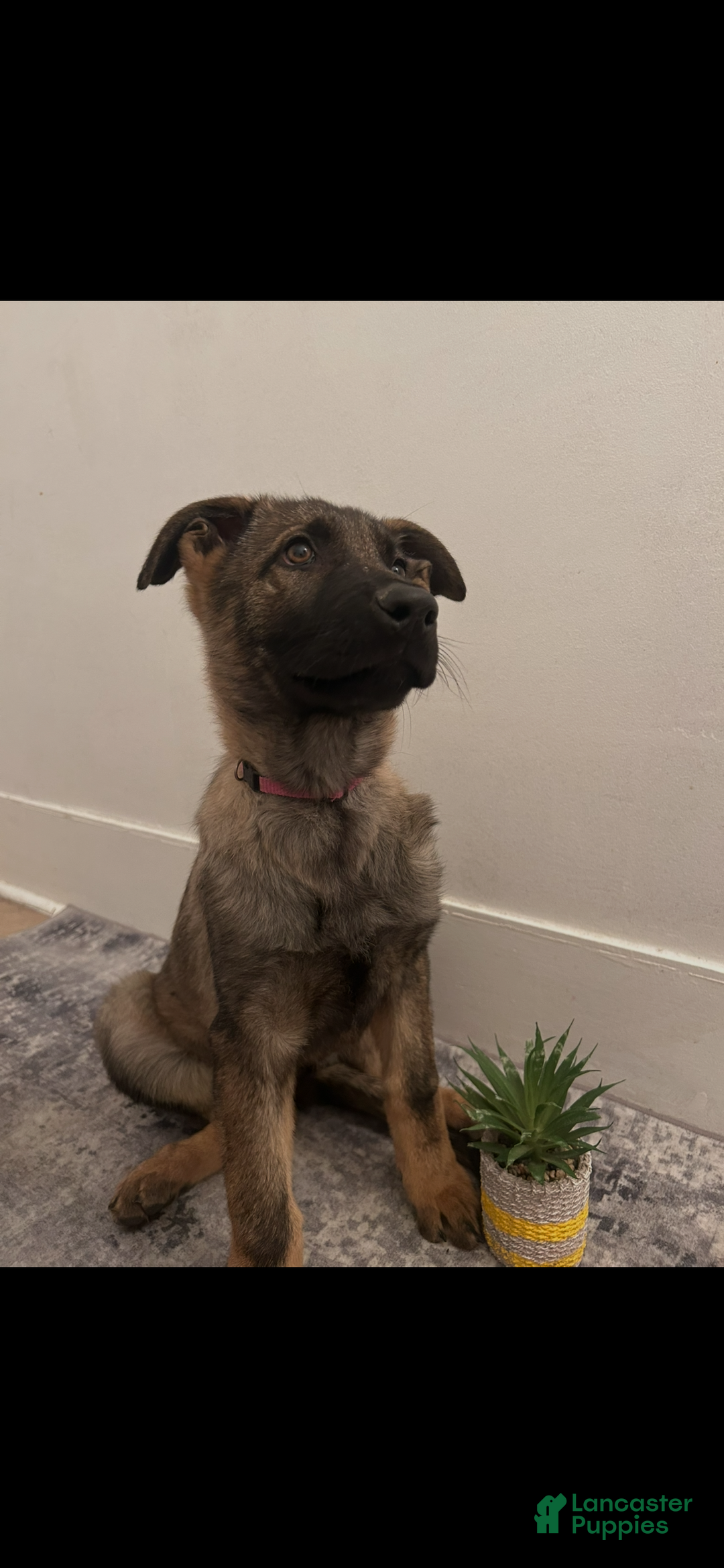 German Shepherd dogs for sale: German Shepherd Puppy 3 - Ad 1