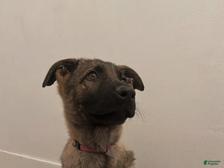 German Shepherd dogs German Shepherd Puppy 3 - Ad 17