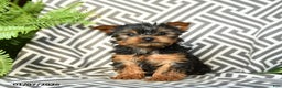 Yorkshire Terrier dogs for sale: Kevin - Ad 3