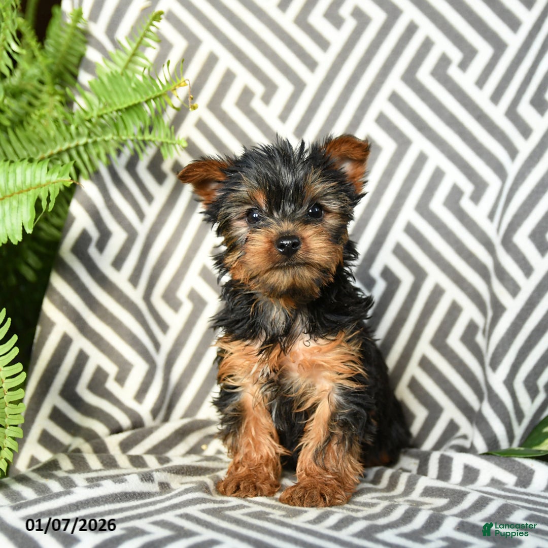 Yorkshire Terrier dogs for sale: Kevin - Ad 3