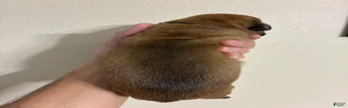 Brown Collar