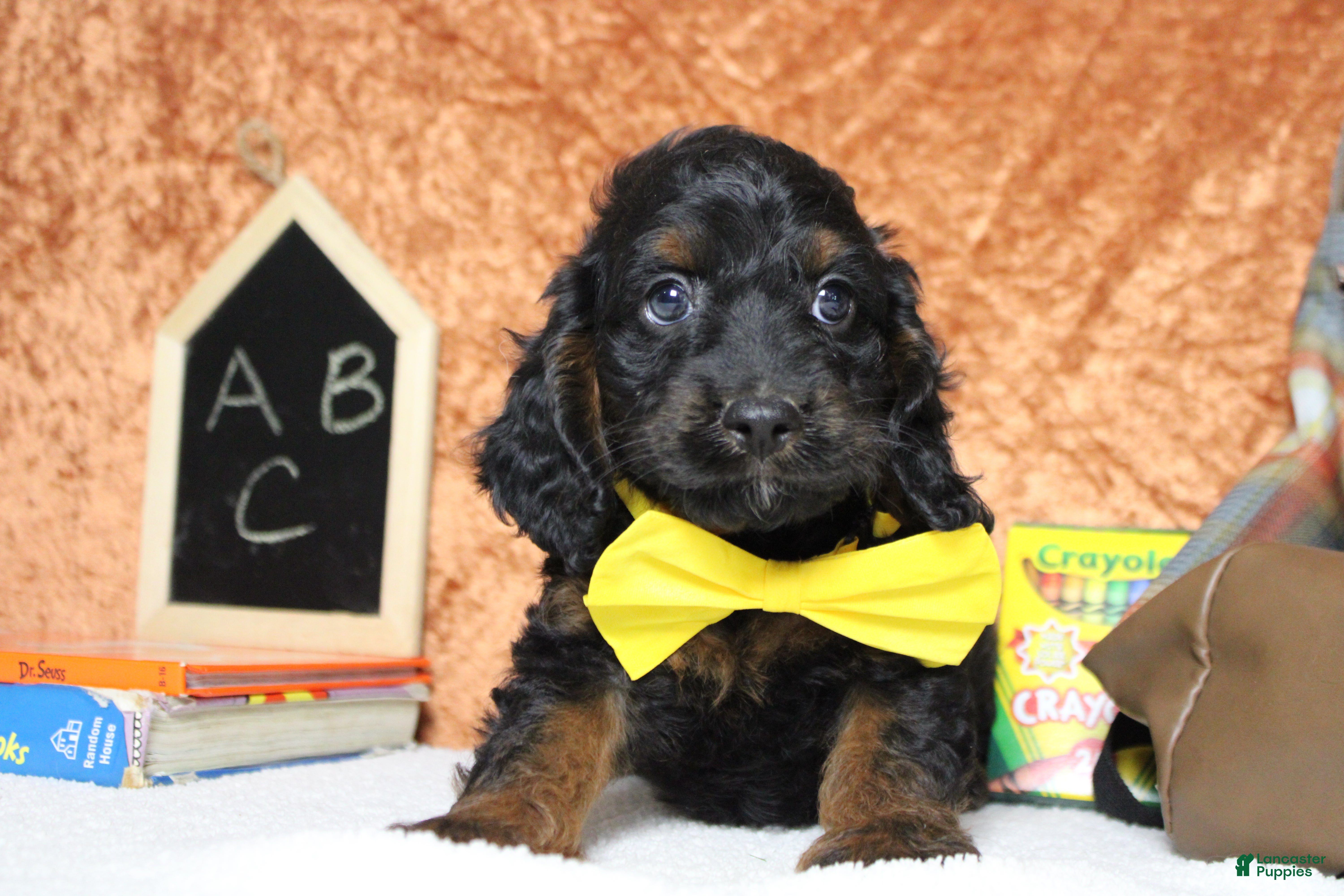 Cockapoo dogs Toffee  - Ad 12