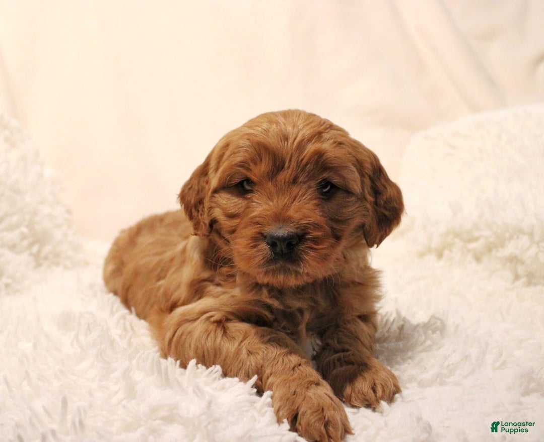 Mini Goldendoodle dogs for sale: Livvy - Ad 2