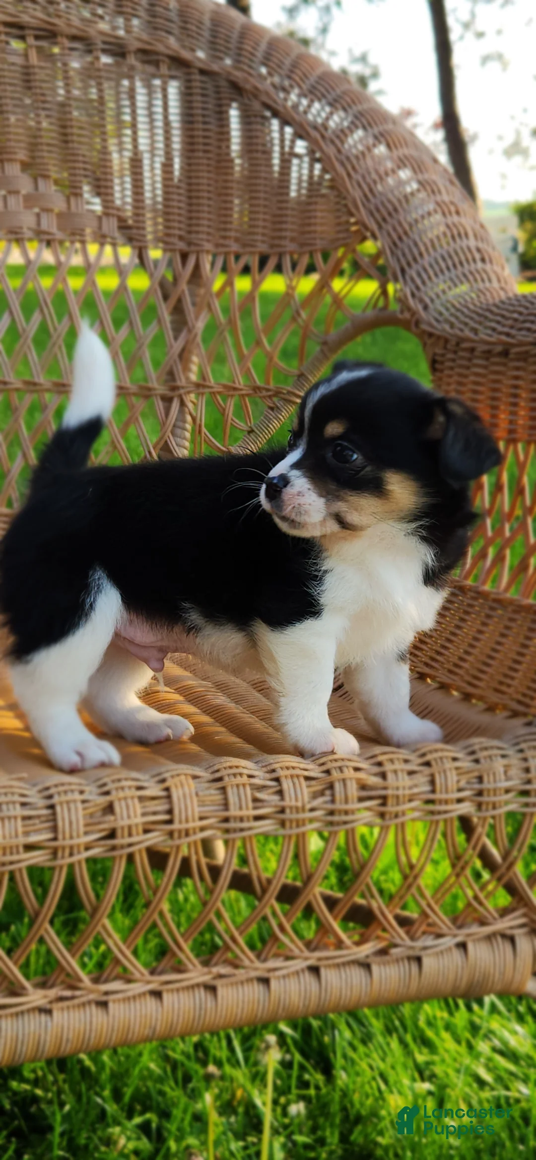 Chihuahua dogs for sale: Saab - Ad 2